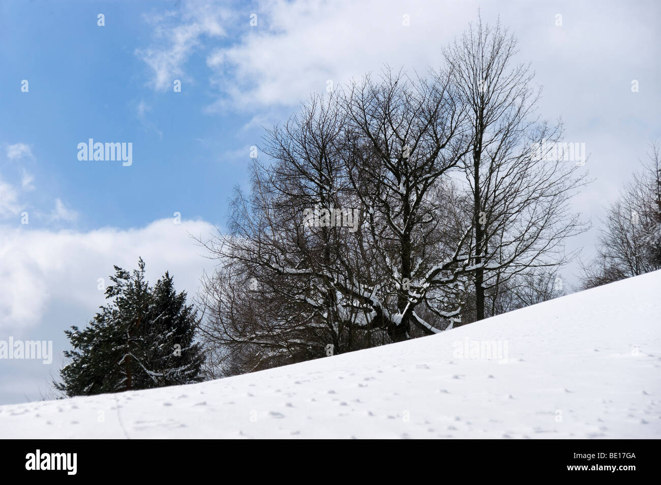 Group of trees on a hill in winter Stock Photo - Alamy