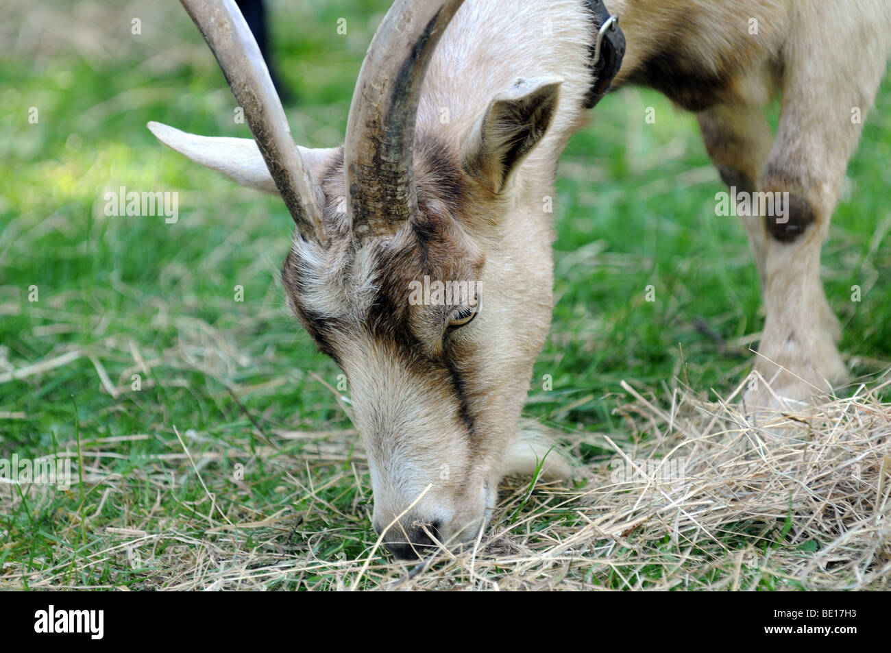 Goat eating grass Stock Photo Alamy