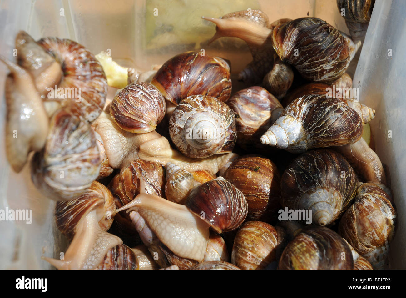 East African land snail also called Giant African land snail Achatina