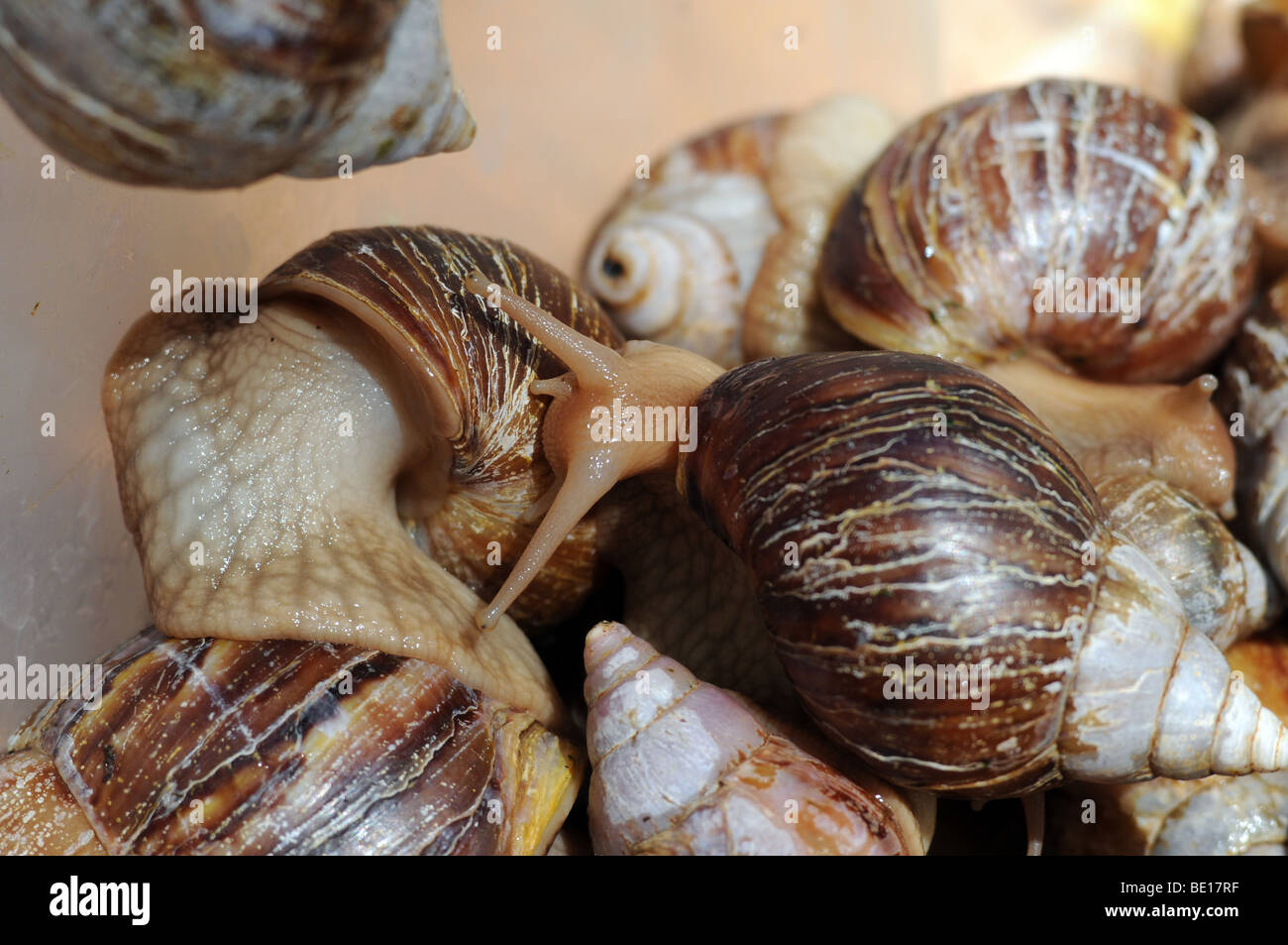 East African land snail also called Giant African land snail Achatina