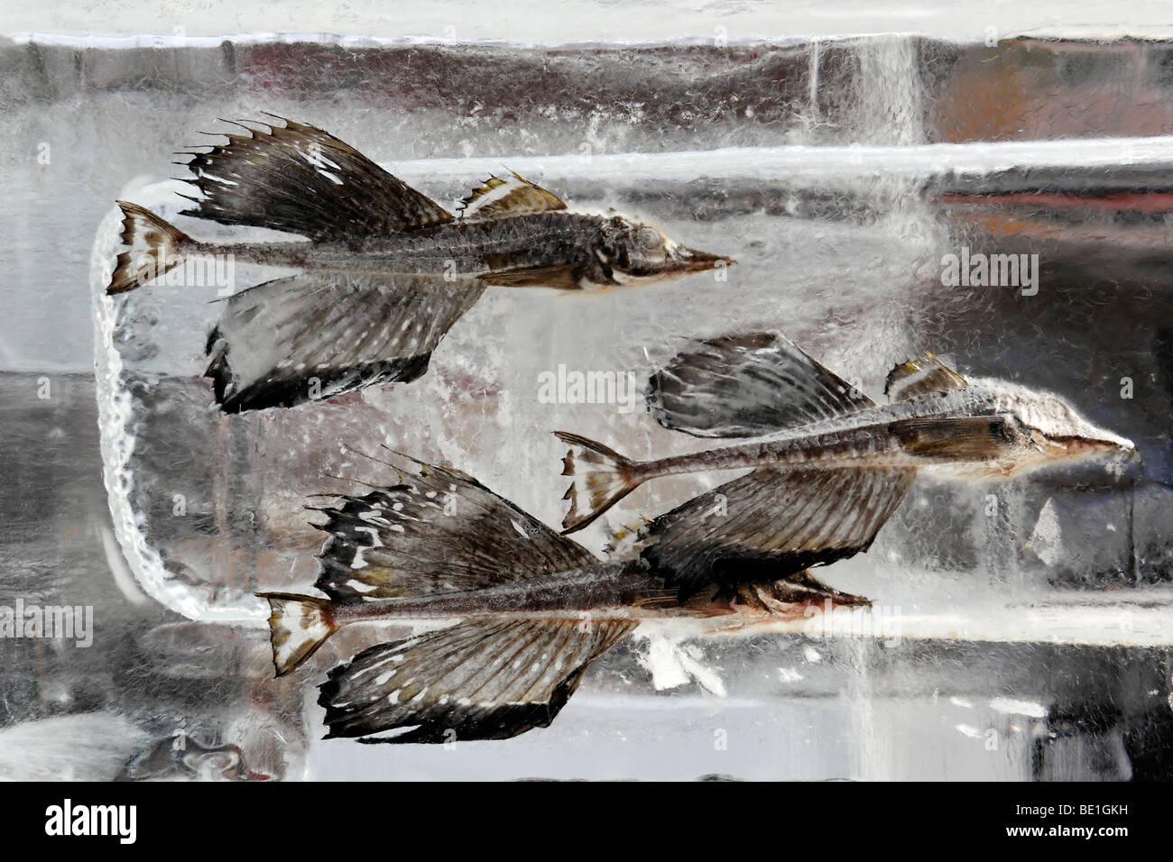 Fish frozen in a block of ice at the Sapporo Snow Festival Stock Photo