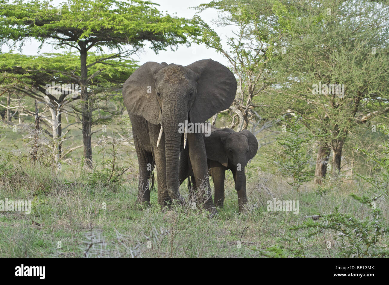 Mother and baby Elephant from the Selous Game Reserve Tanzania, East Africa region Stock Photo
