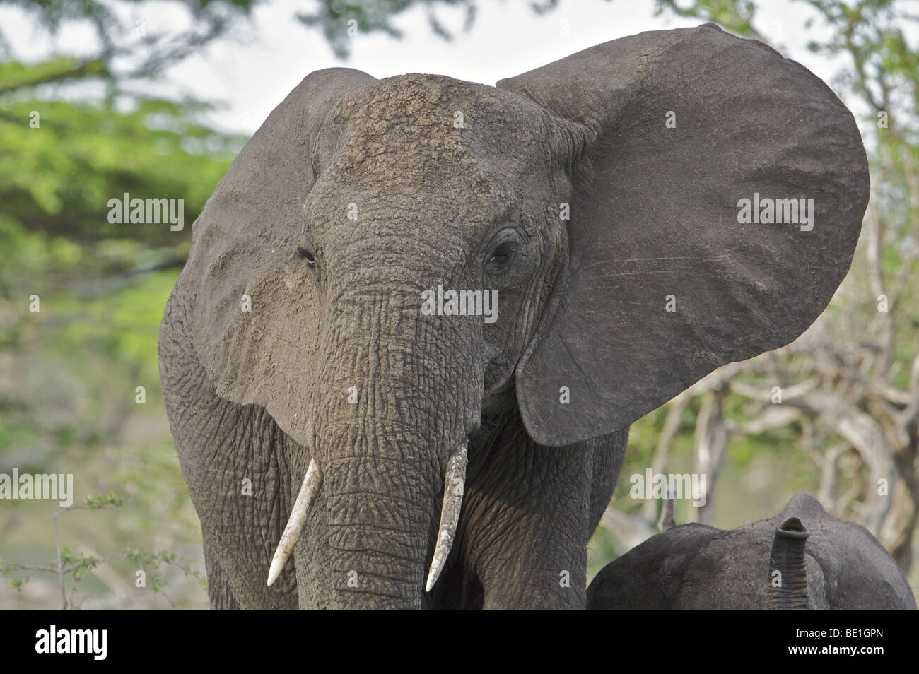 Elephant from the Selous Game Reserve Tanzania, East Africa region Stock Photo