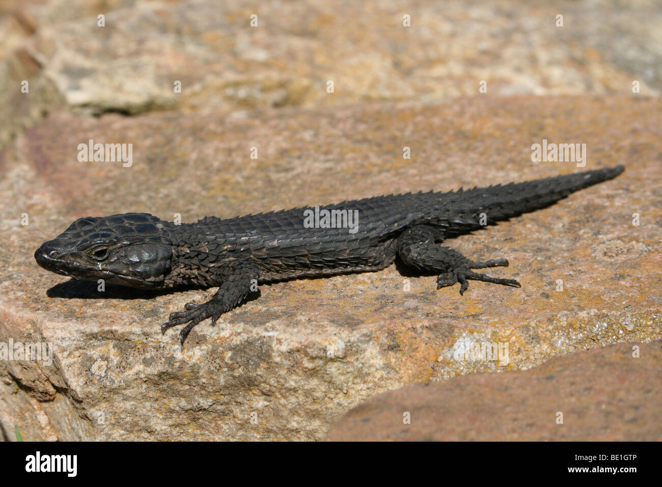 Black (Cape) Girdled Lizard Cordylus niger In Cape Peninsula National Park, South Africa Stock Photo