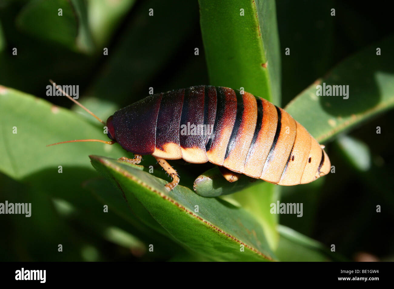 Cape Mountain Cockroach Aptera fusca In Tsitsikamma National Park