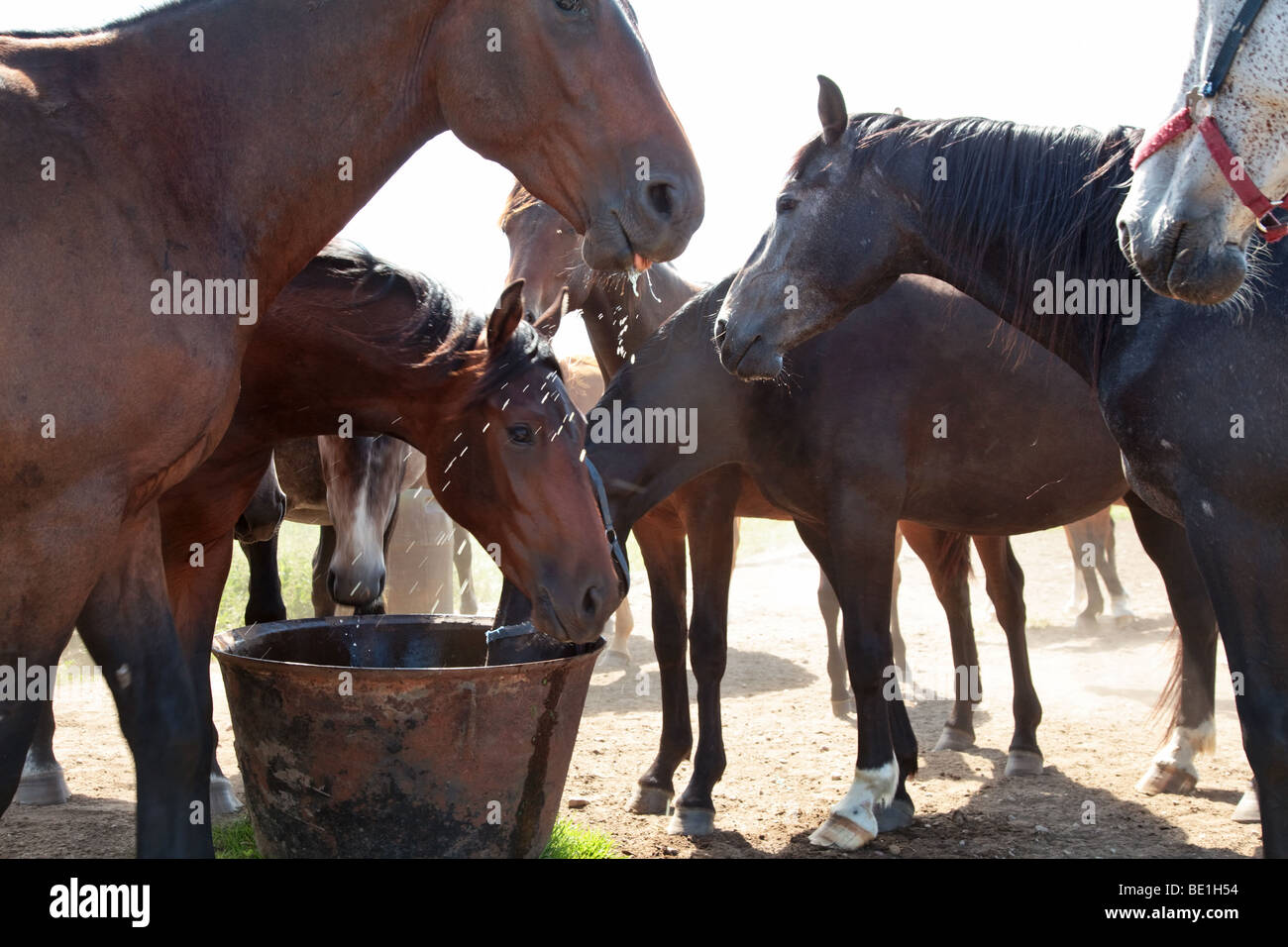 Horses drinking from water tank Stock Photo Alamy