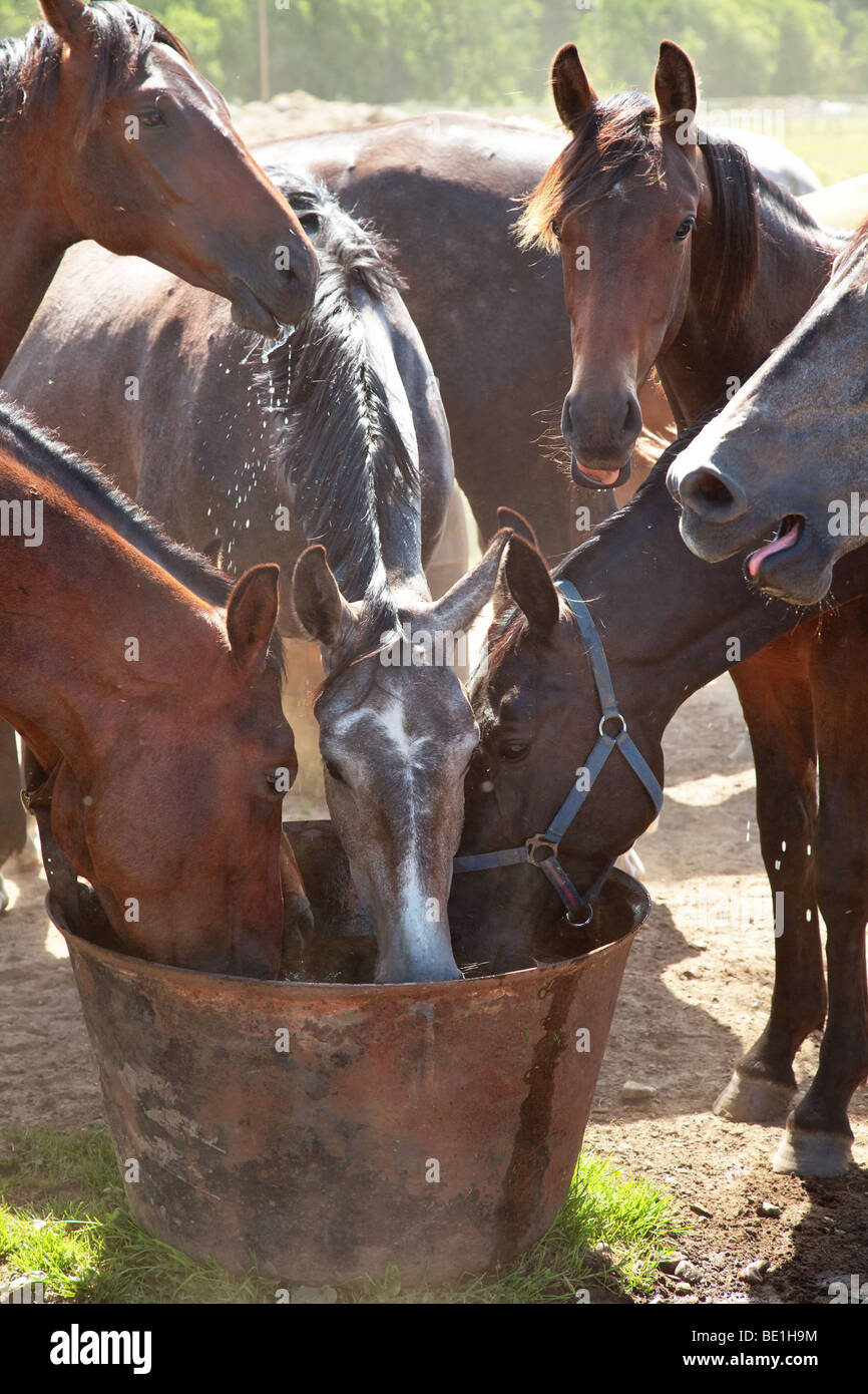 Horses drinking from water tank Stock Photo Alamy