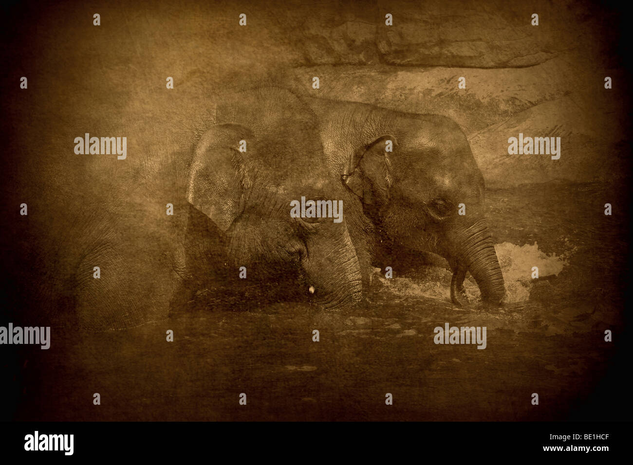 This is an antique type image of two elephants in water. The image is in sepia with textured layers added to create the finished Stock Photo