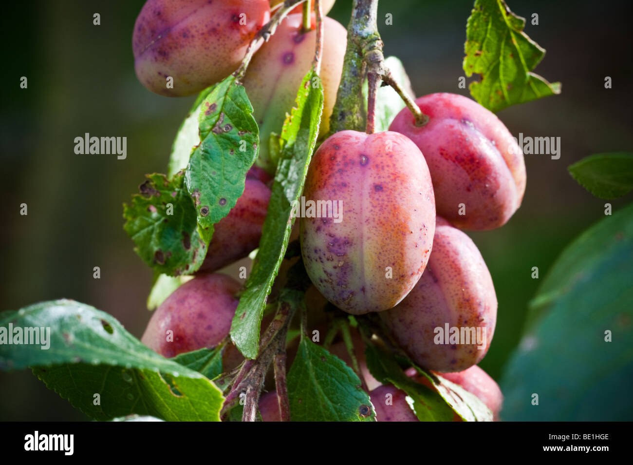 Victoria plum tree hires stock photography and images Alamy