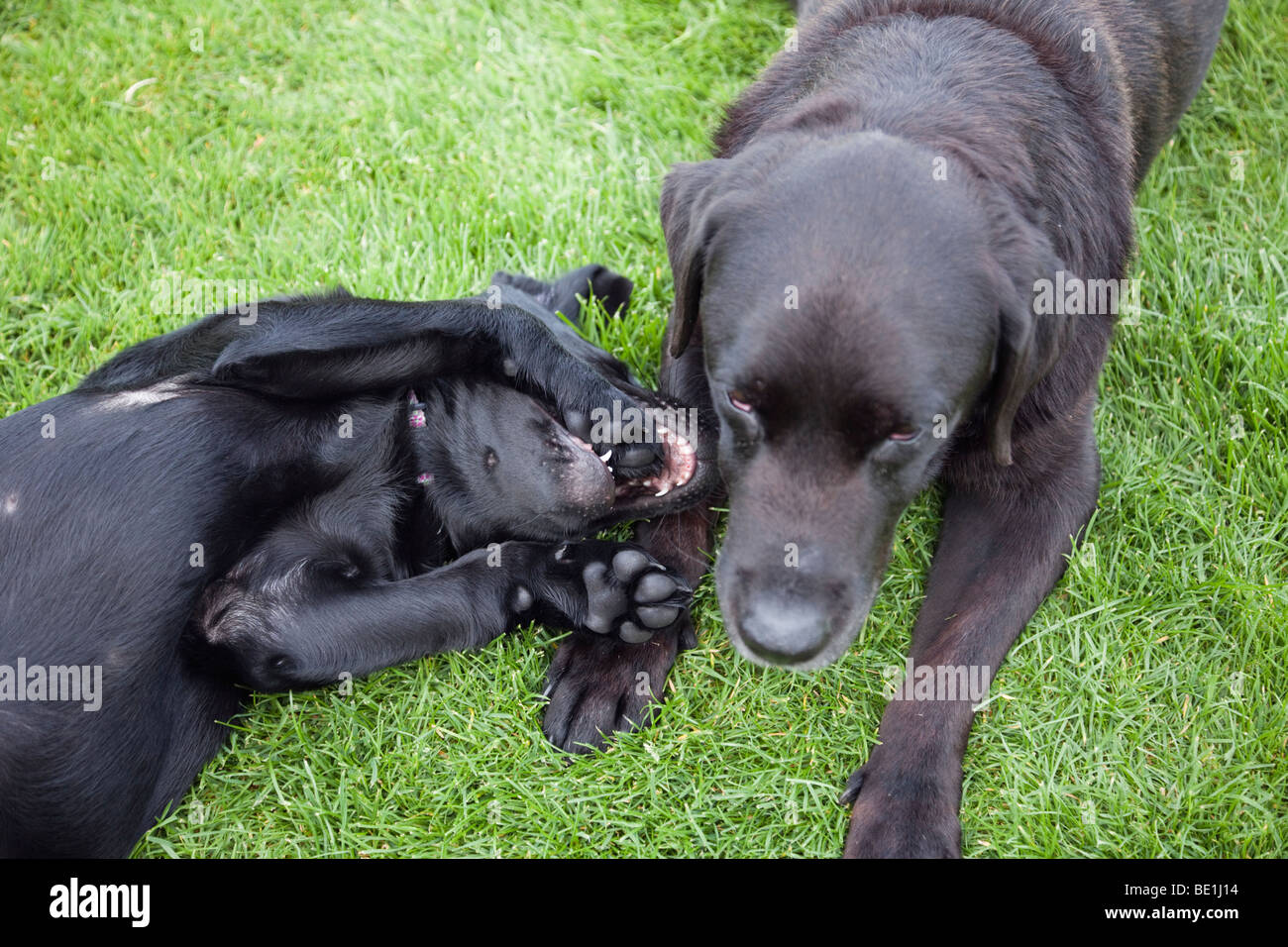 Britain UK Black Labrador puppy dog playing with old dog on grass outside. Stock Photo