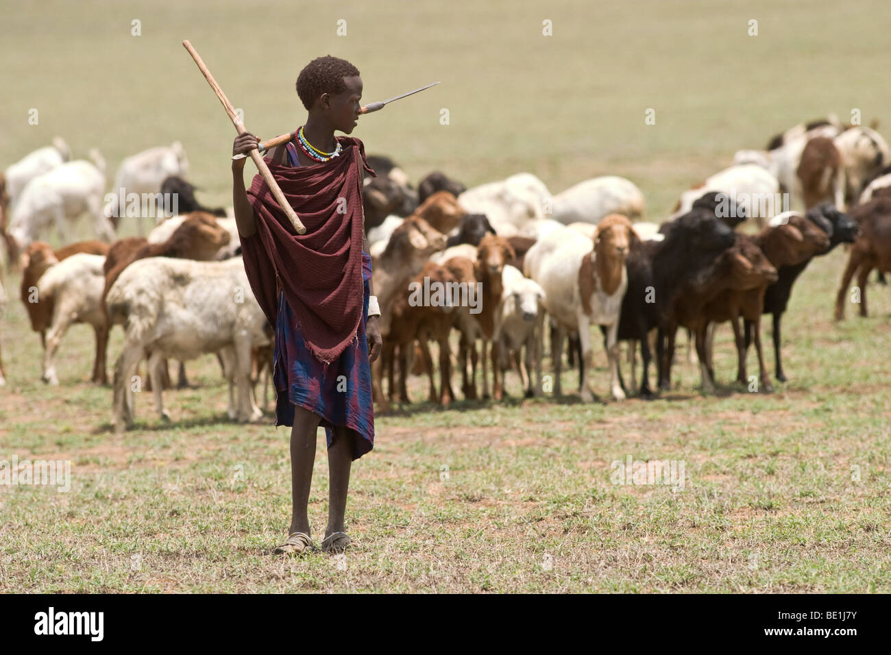 Masai herdsman, Tanzania Stock Photo