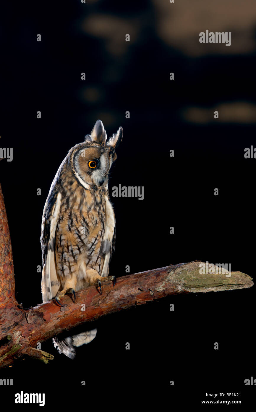 Long-eared Owl - Asio otus (Stix otus) Stock Photo