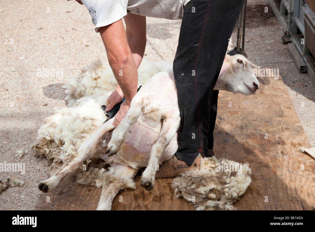 Sheep shearing demonstration hires stock photography and images Alamy