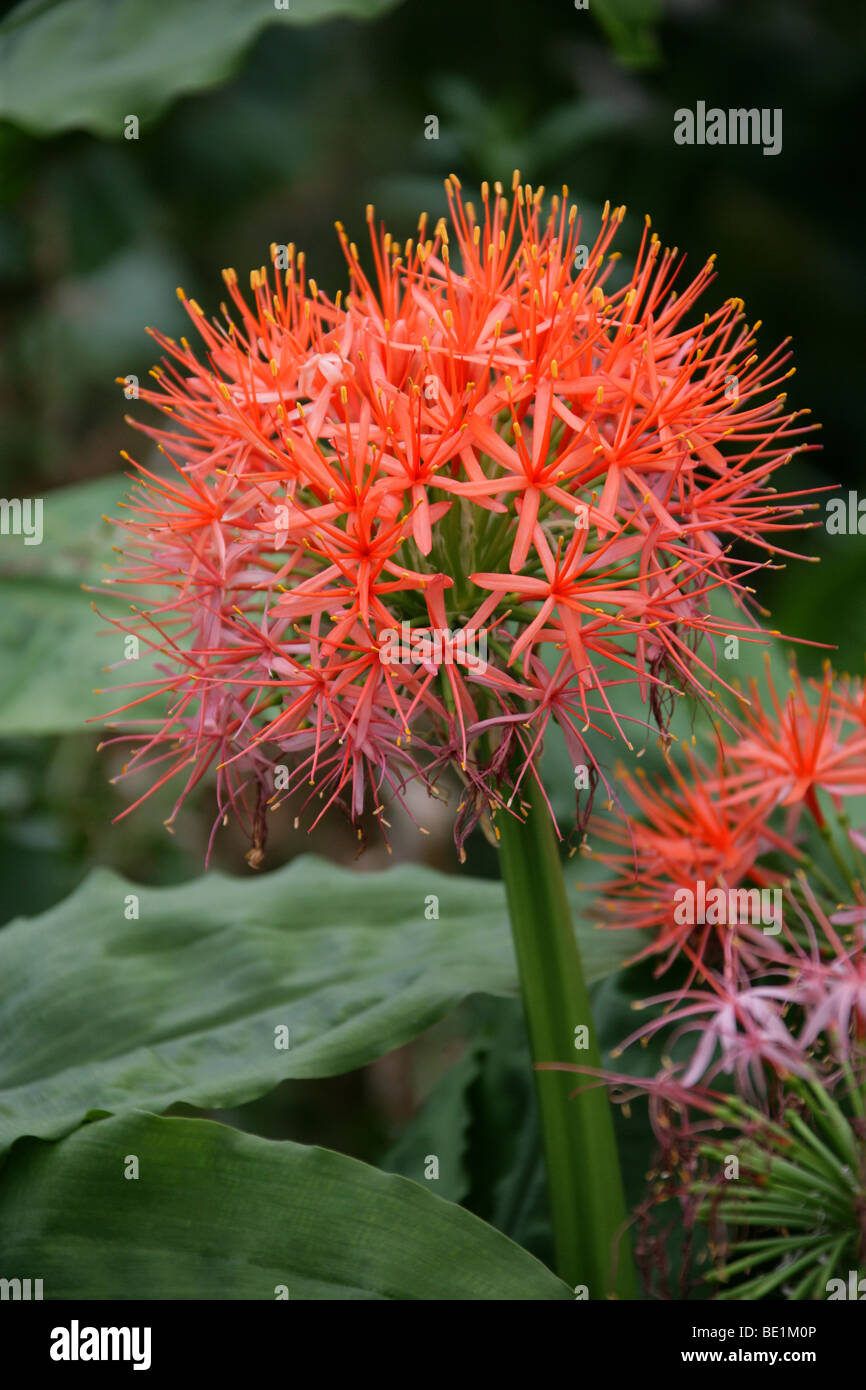 Blood Lily or Katherine-Wheel, Scadoxus multiflorus subsp. katherinae, Amaryllidaceae, Africa Stock Photo