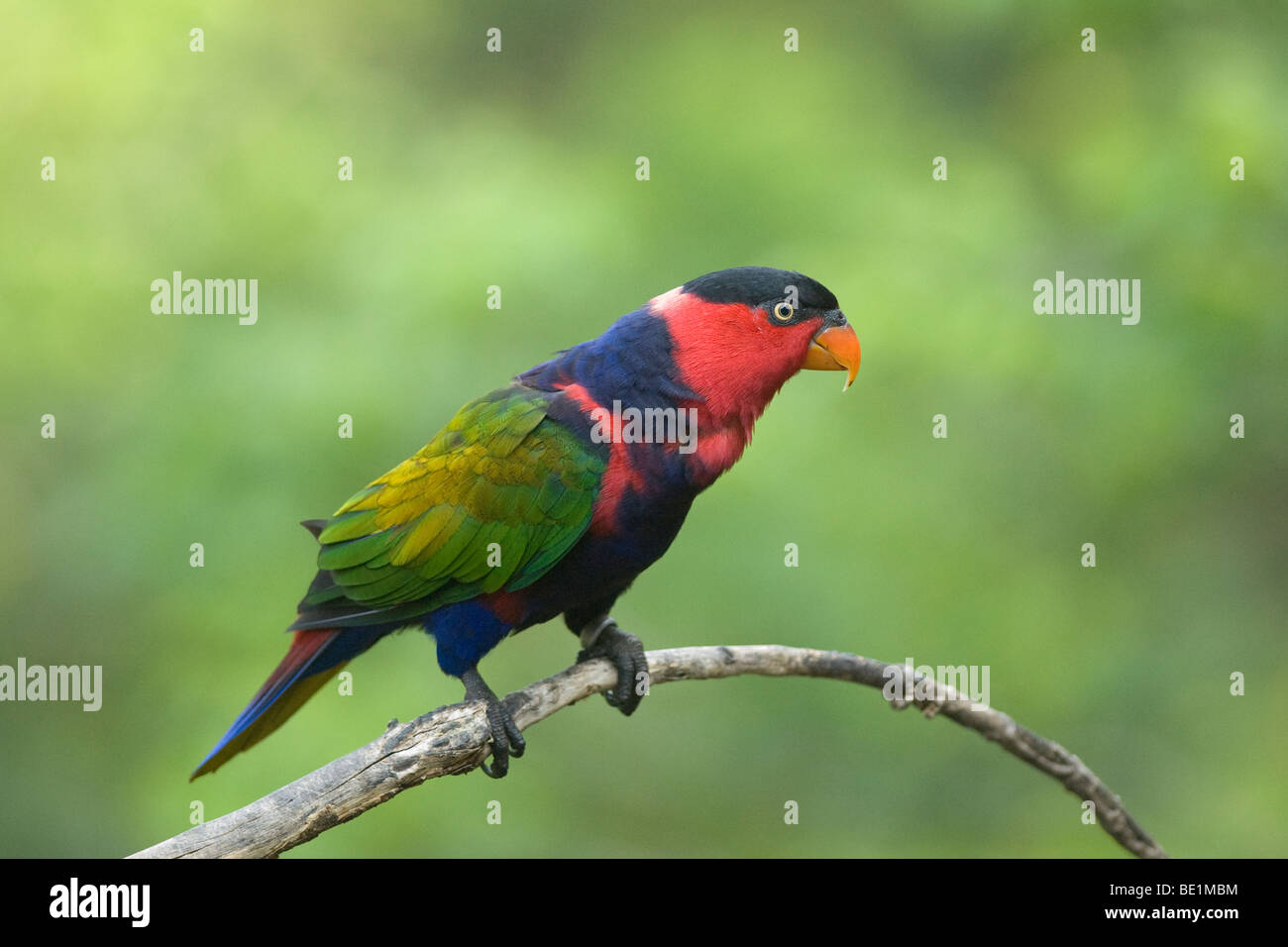 Rainbow Lorikeet One of the most vividly coloured birds seen at