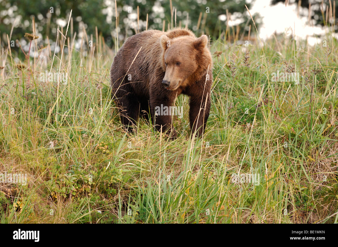 Stock photo of a brown bear standing in a sedge meadow, Lake Clark National Park, Alaska, 2009. Stock Photo