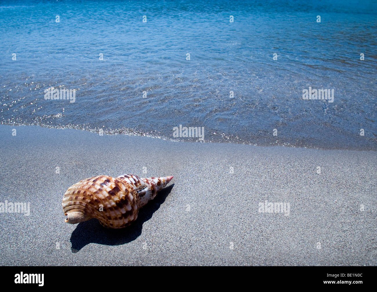 Shell tritons trumpet hi-res stock photography and images - Alamy