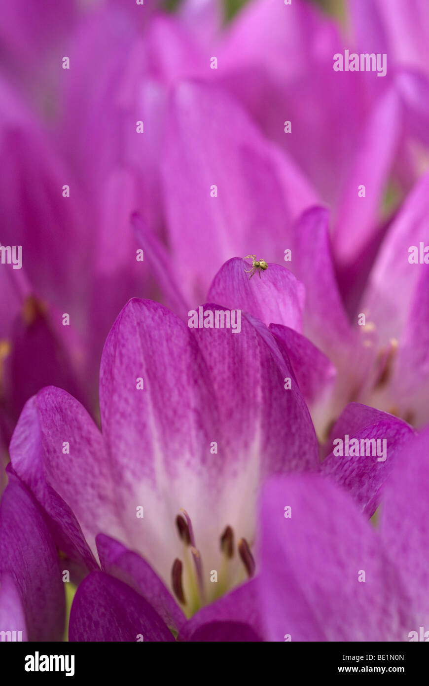 Close up of Colchicum with spider visiting Stock Photo
