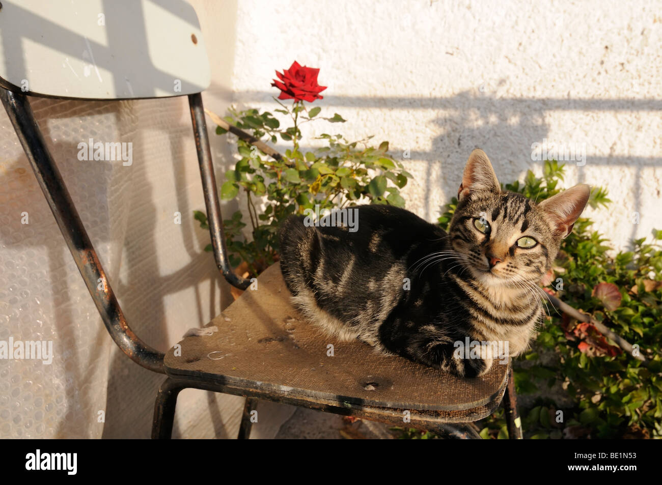 White cat red rose hi-res stock photography and images - Alamy