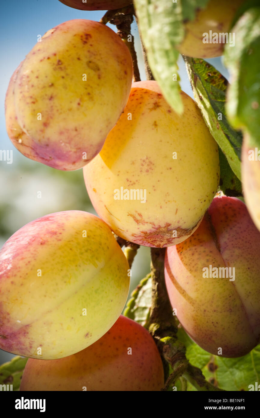 Victoria Plums on tree ready for picking in a garden in Scotland Stock