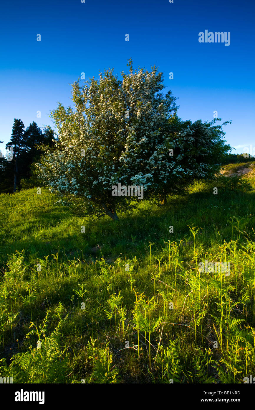 England, Northumberland, Kyloe Hills. Native ferns and flowering Hawthorn Tree on the Kyloe Hills. Stock Photo