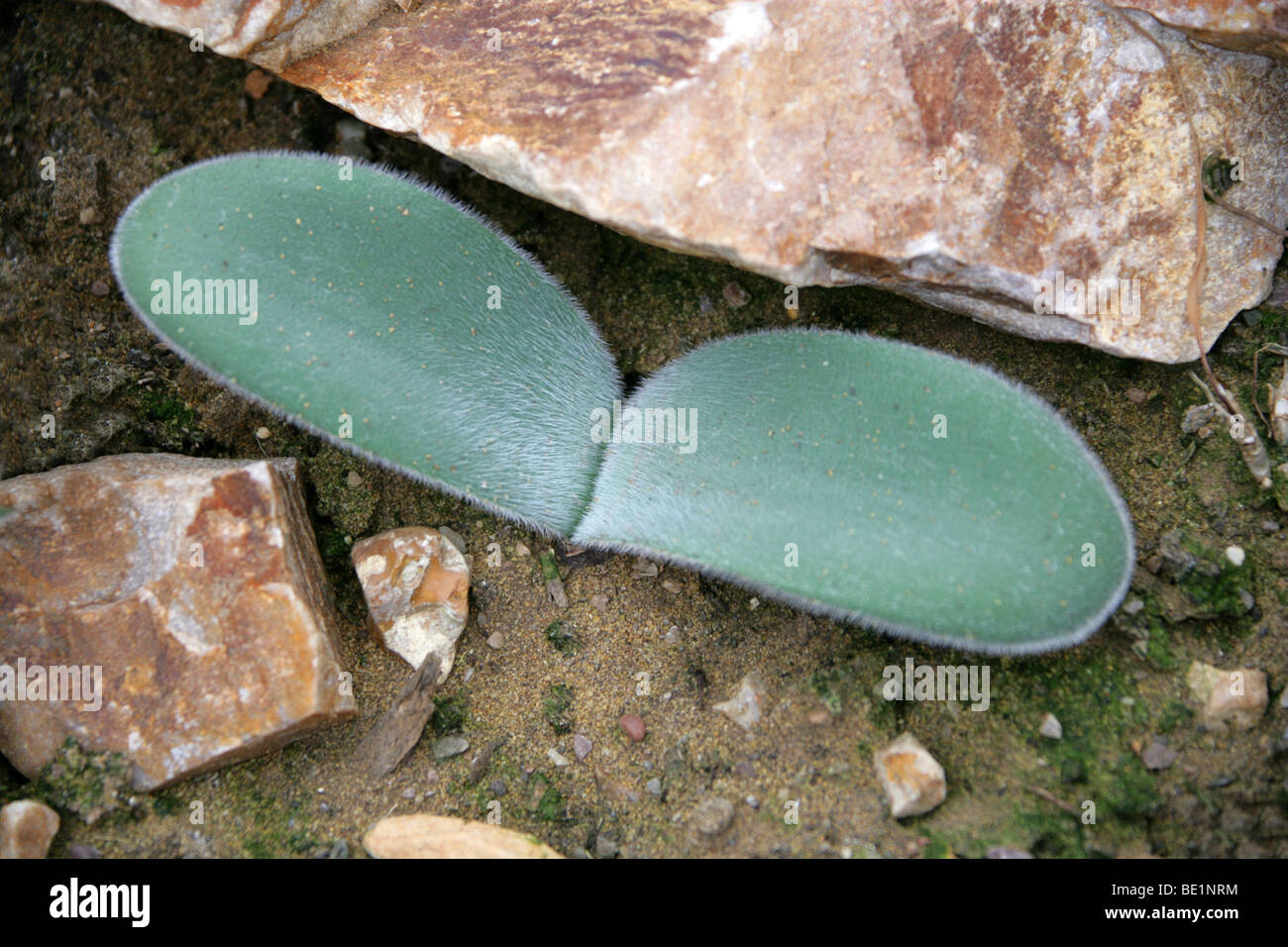 Haemanthus humilis subsp. hirsutus, Amaryllidaceae, South Africa Stock Photo