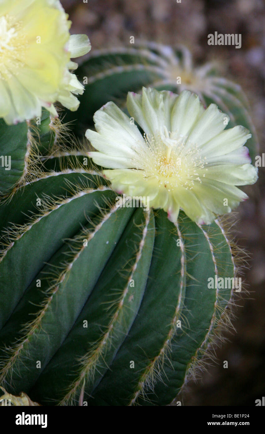Parodia magnifica, Cactaceae, Southern Brazil, South America Stock Photo