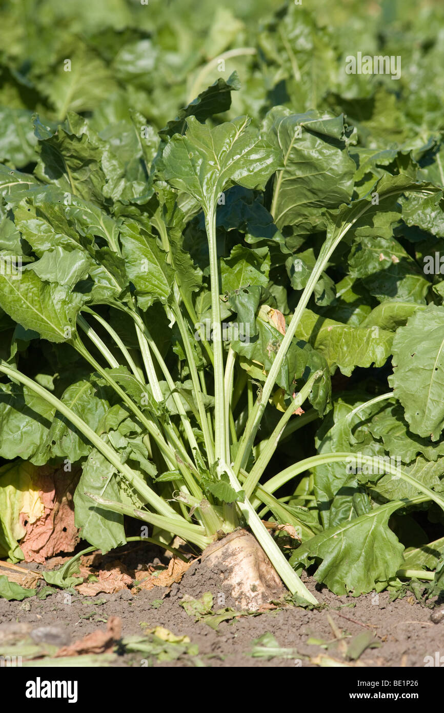 Sugar Beet Growing In Lincolnshire Stock Photo Alamy
