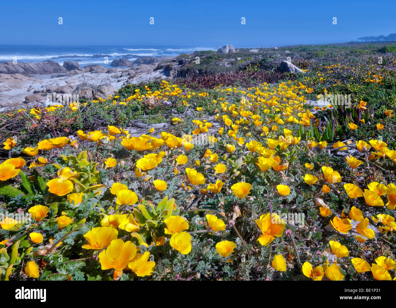 California Poppies and ocean on 17 Mile Drive. Pebble Beach, California Stock Photo