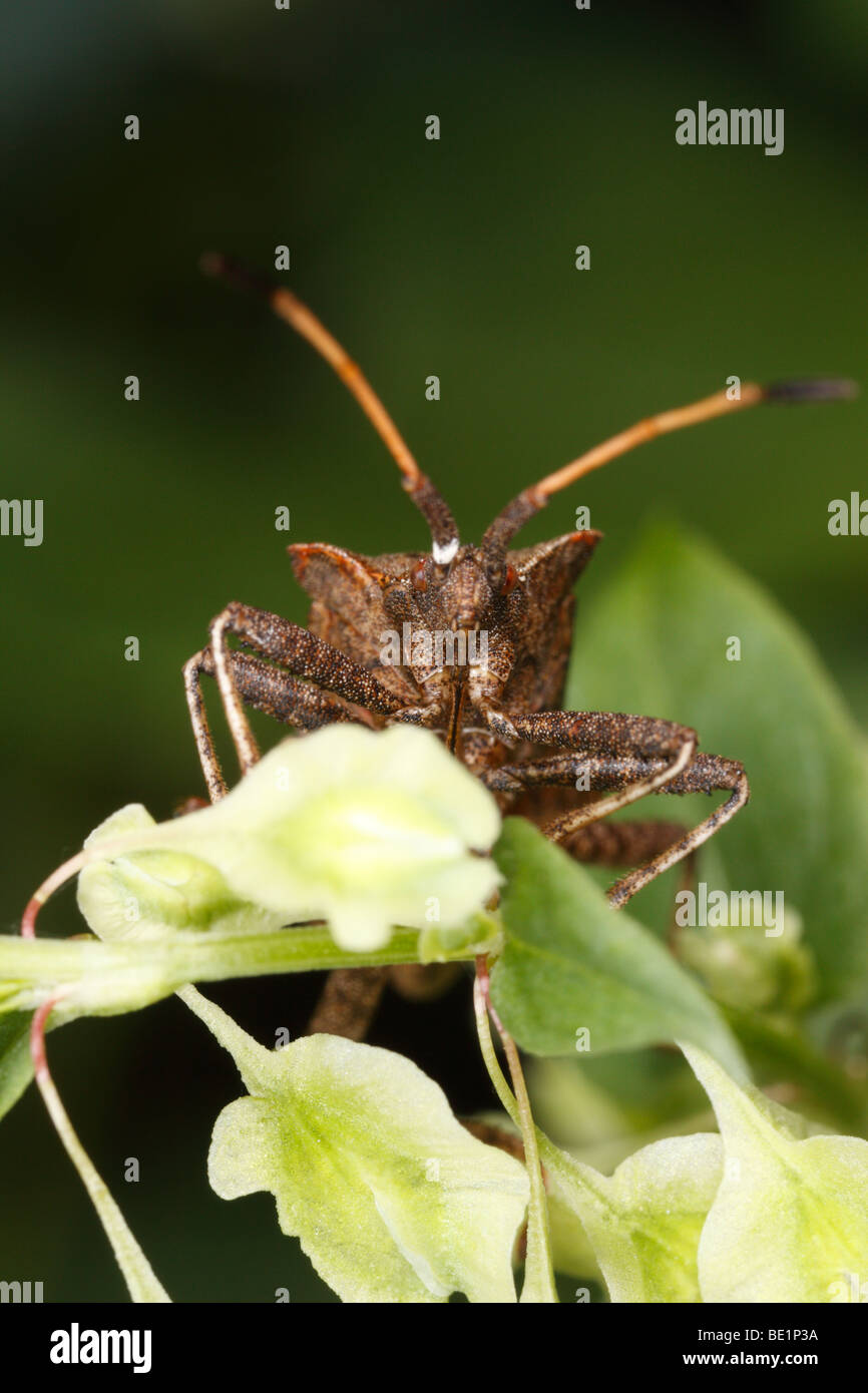 Coreus marginatus, a dock bug or squash bug. Stock Photo