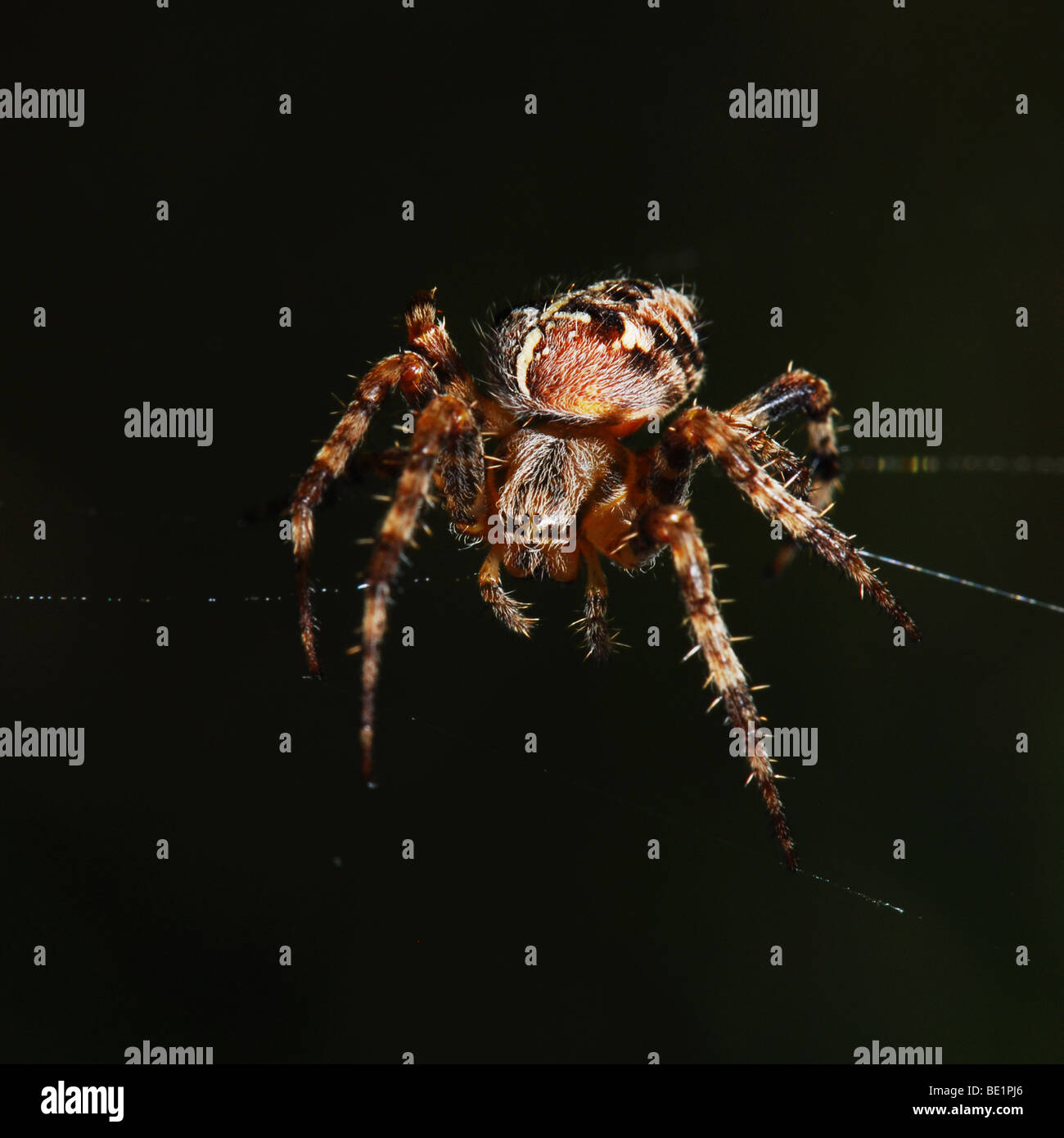 Field Spider Stock Photo