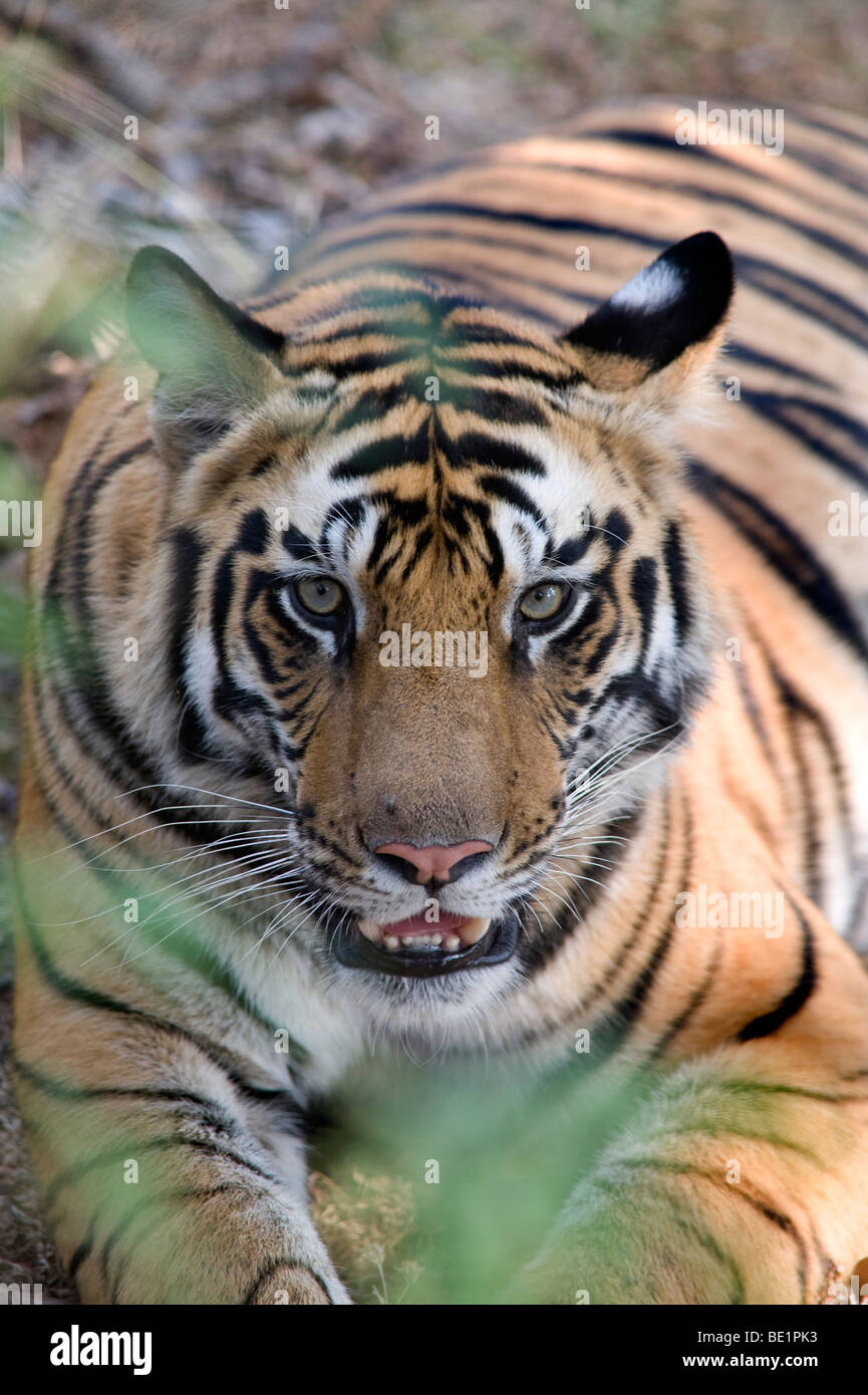 Bengal Tiger Panthera tigris tigris resting in forest Bandhavgarh National Park Stock Photo