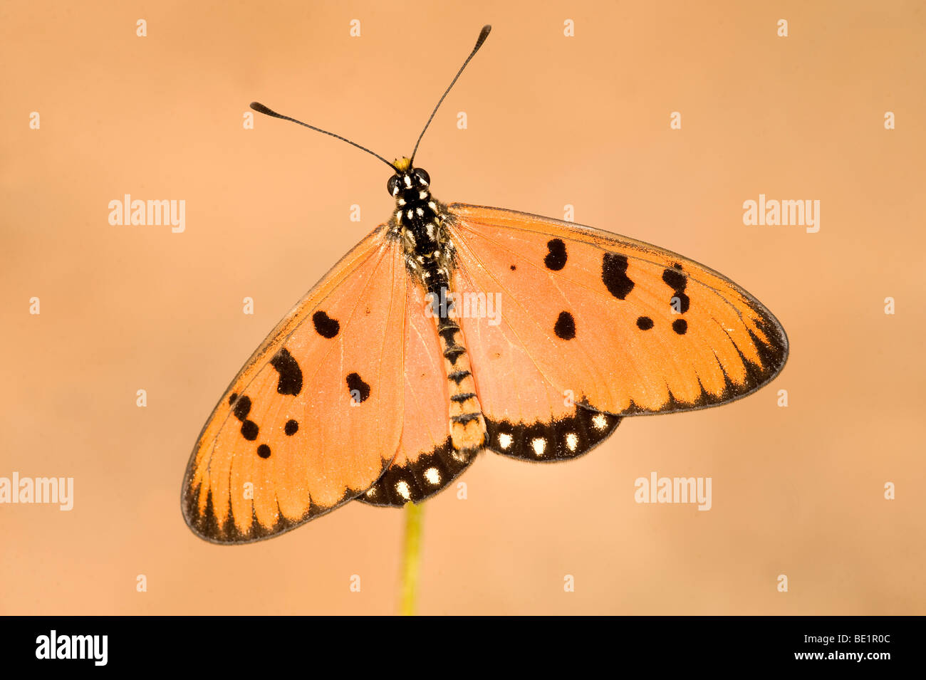Tawny Coster Butterfly Acraea terpsicore Bandhavgarh National Park orange on grass stem wings open Stock Photo