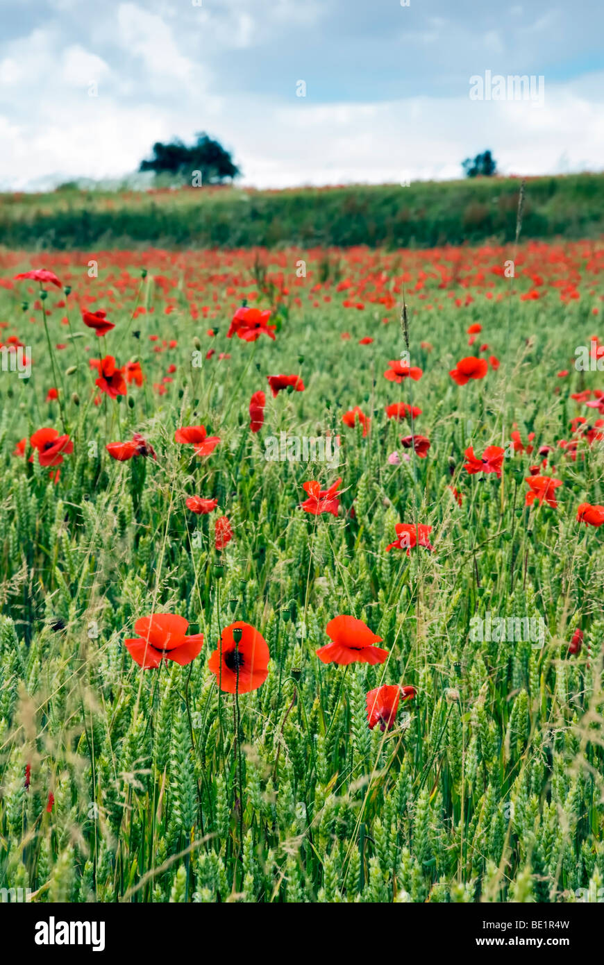 Poppies in field, also known as field poppy or flanders poppy. Stock Photo