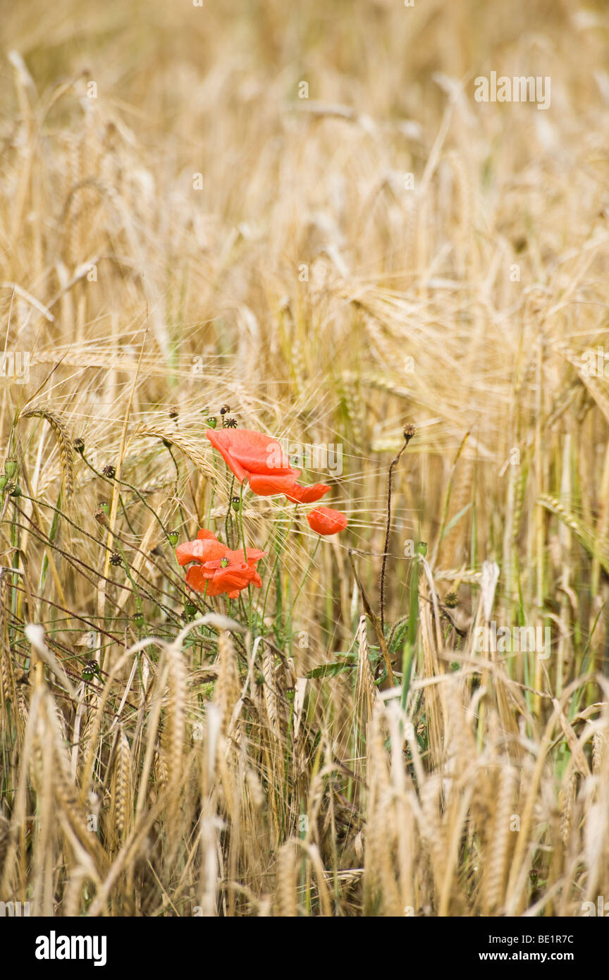 Wild red poppies in a field of wheat in the English countryside Stock ...