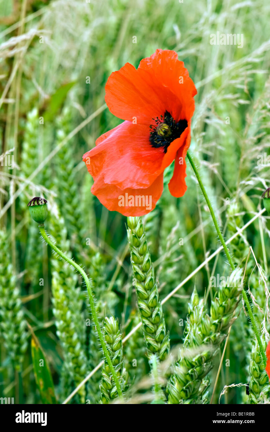 Single red poppy and seed head in field. Stock Photo