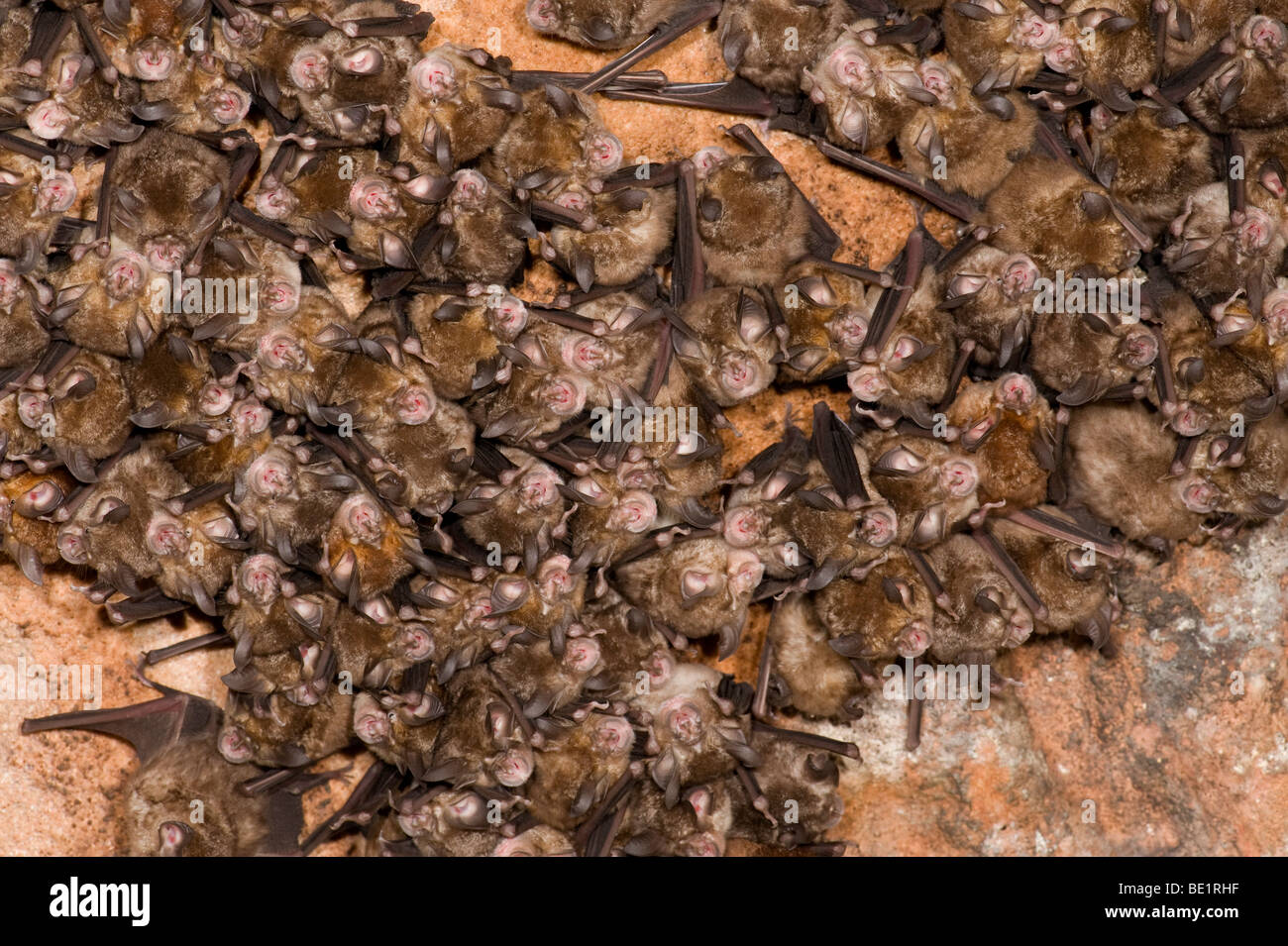 Great Eastern Horseshoe Bats Rhinolophus luctus Bandhavgarh National ...