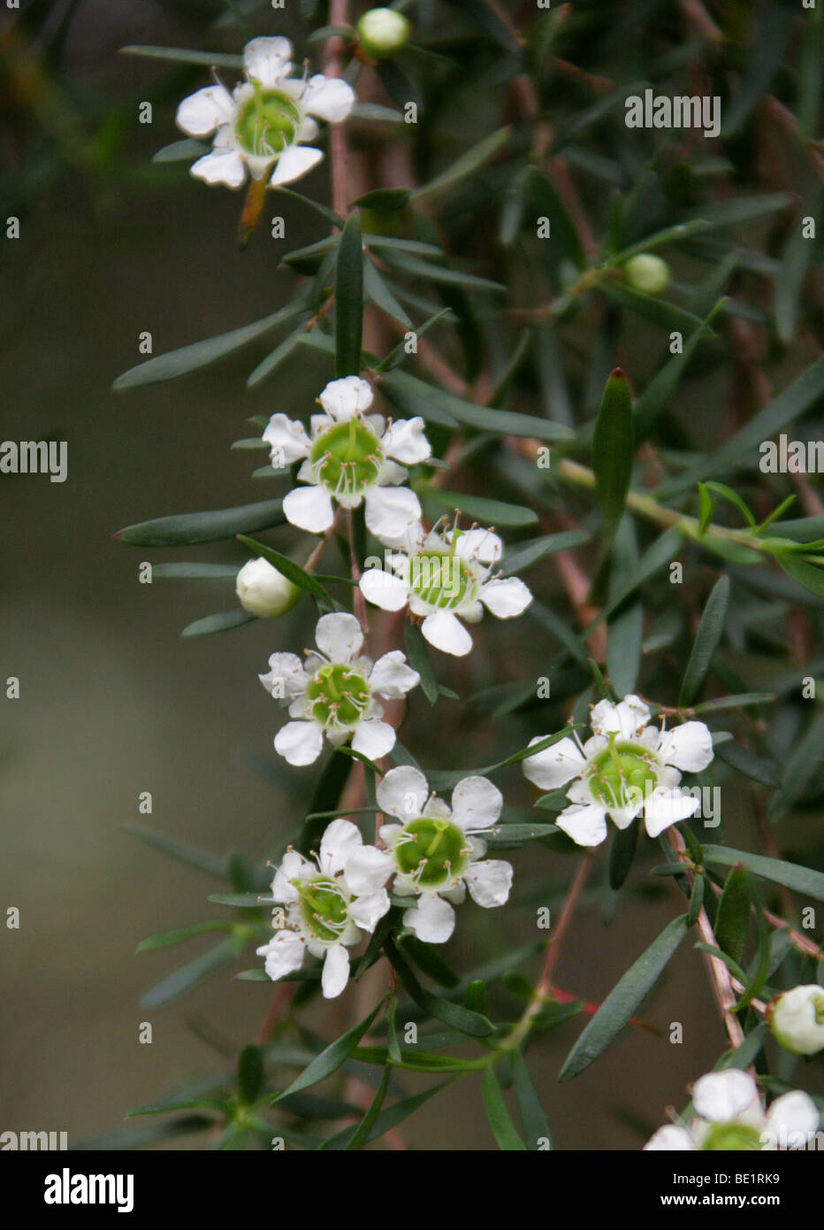 Flowers of the Tea Tree, Leptospermum polygalifolium subsp. transmontanum, Myrtaceae, Australia. Stock Photo