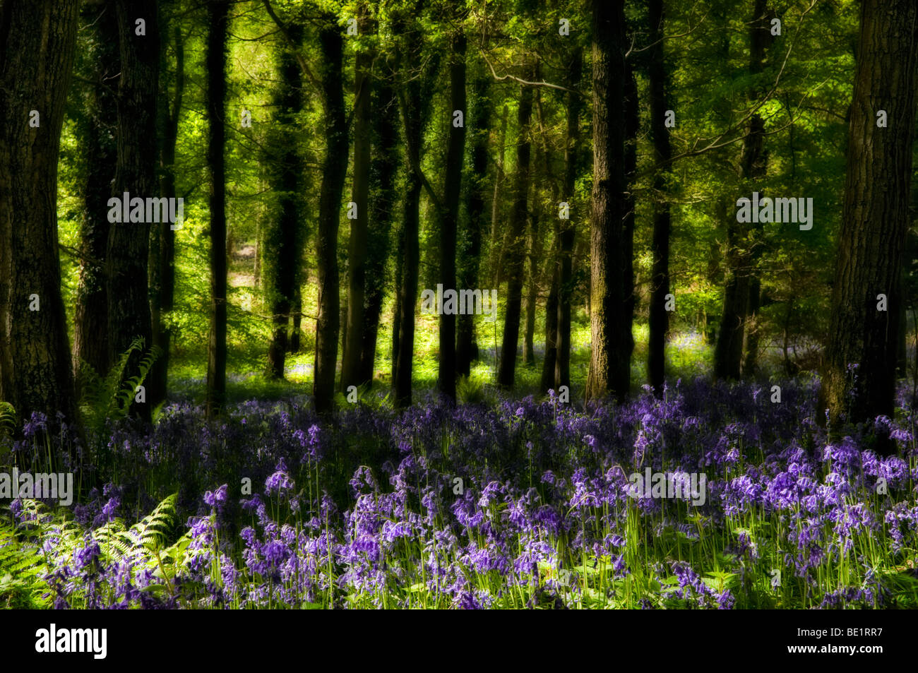 Dreamy  and surreal picture of bluebells in woods near Symonds Yat, Herefordshire on sunny day in Spring Stock Photo