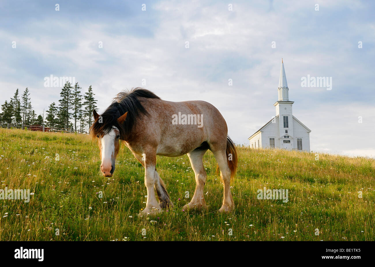 Curious Clydesdale horse and church at Highland Village Museum at Iona Cape Breton Island Nova Scotia Canada Stock Photo