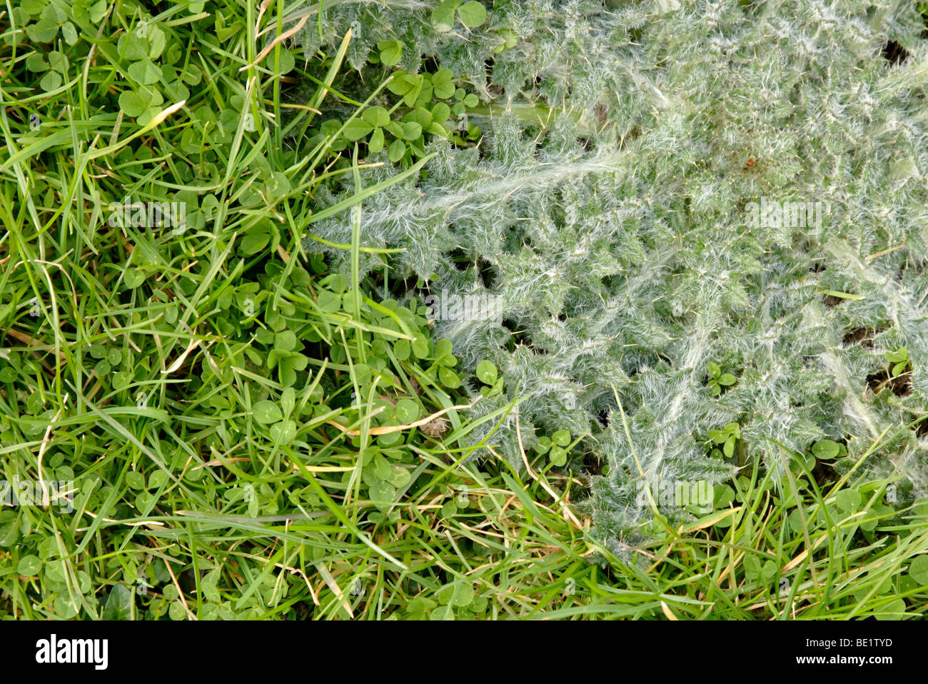 Thistle rosette in grass close up England UK Stock Photo