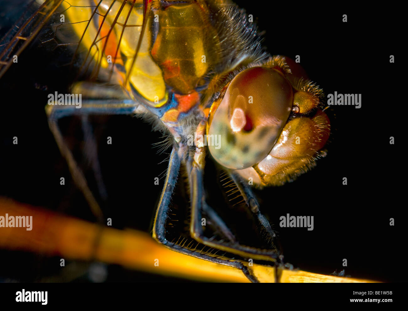 Closeup of the head and thorax of the dragonfly Sympetrum fonscolombii Stock Photo