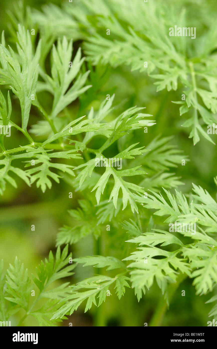 Carrot leaves hires stock photography and images Alamy