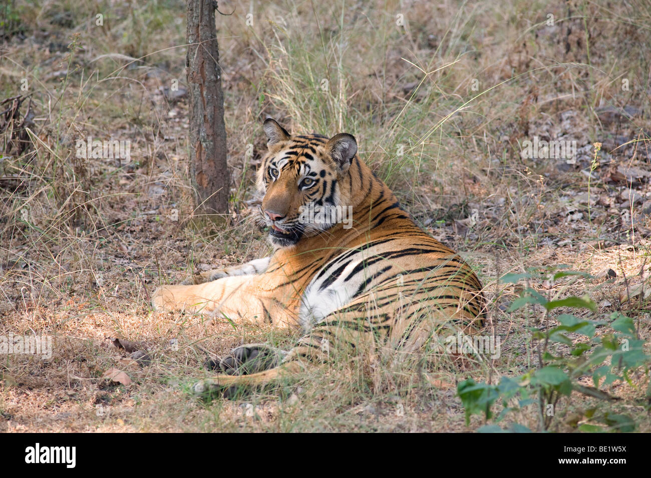 Bengal Tiger Panthera tigris tigris resting in forest Bandhavgarh National Park Stock Photo