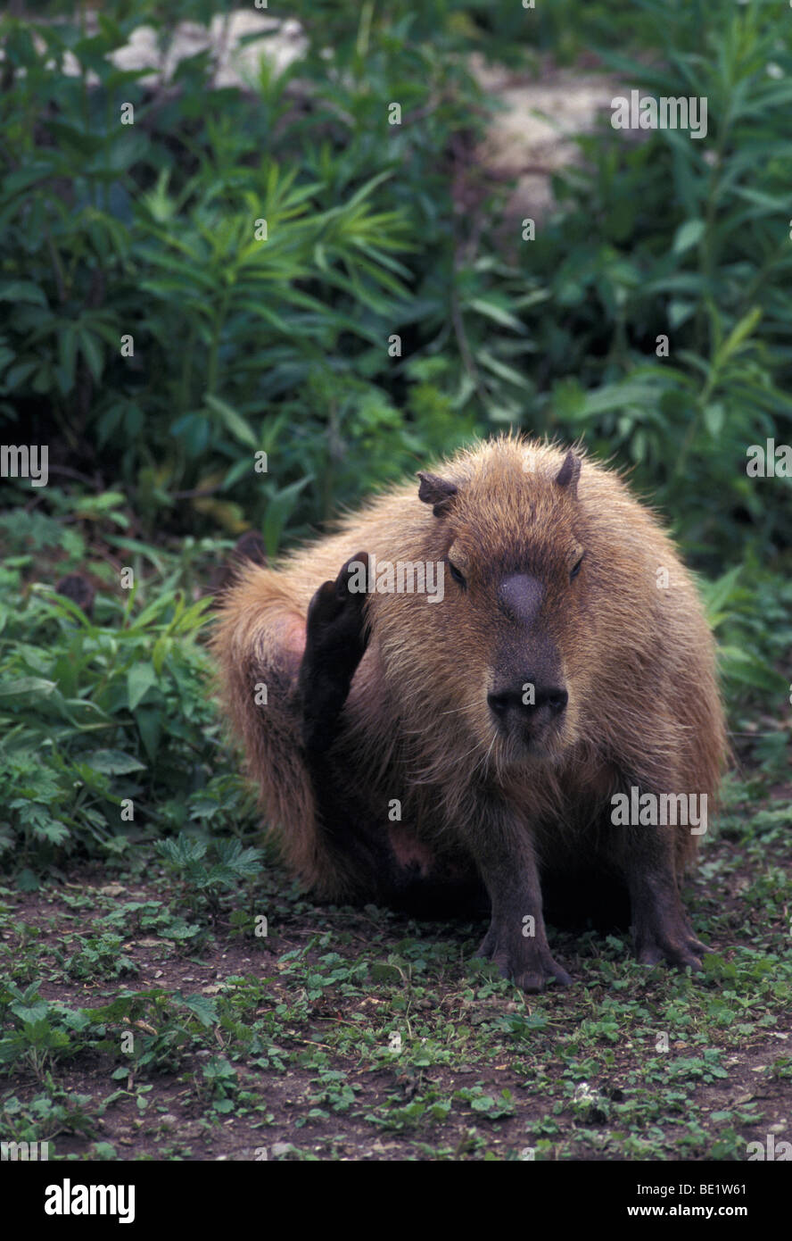 NOT 1276853 CAPYBARA Hydrochoerus hydrochaeris largest living rodent Stock Photo
