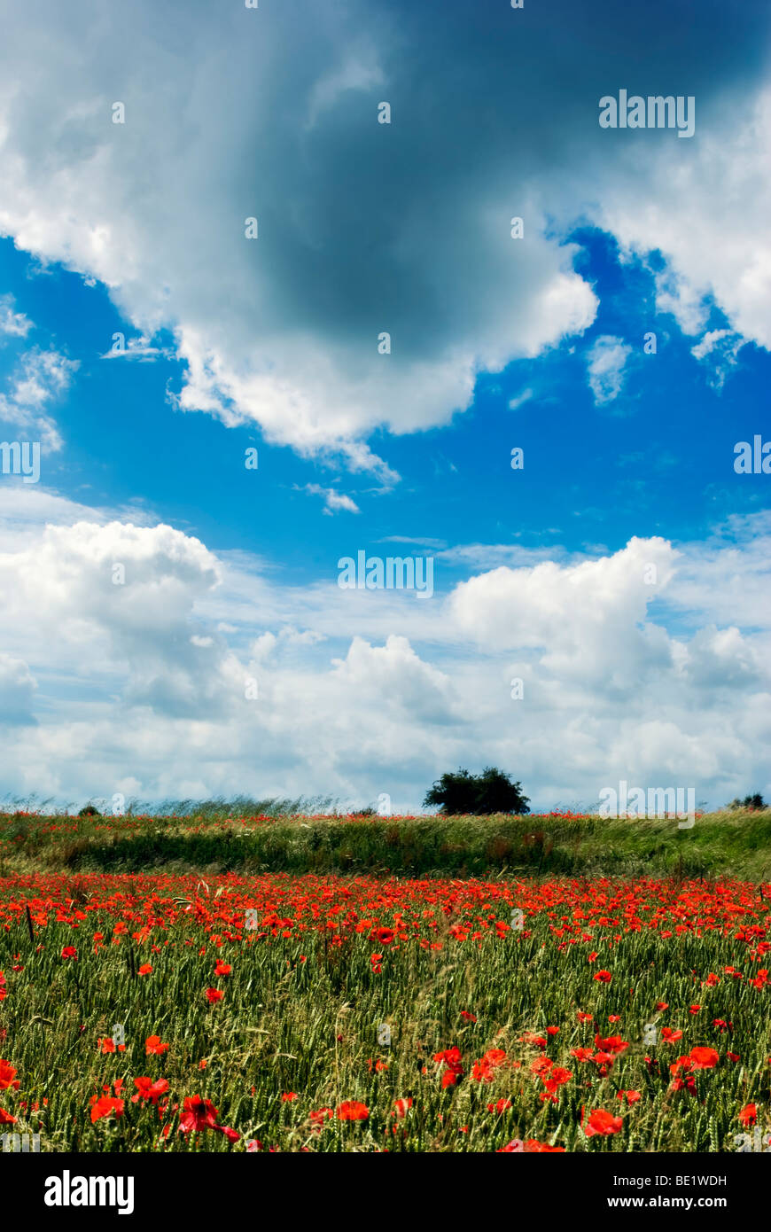 Poppy field in summer with blue sky. Stock Photo