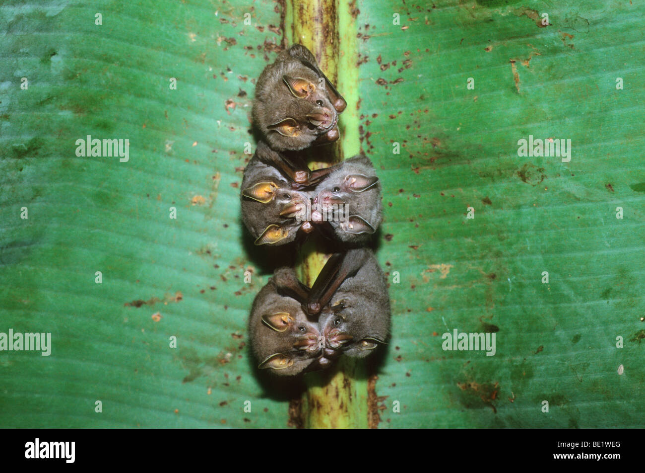 Tent-making Bats, (Uroderma bilobatum), in daytime, under banana leaf, Manu National Park, Peru. Stock Photo