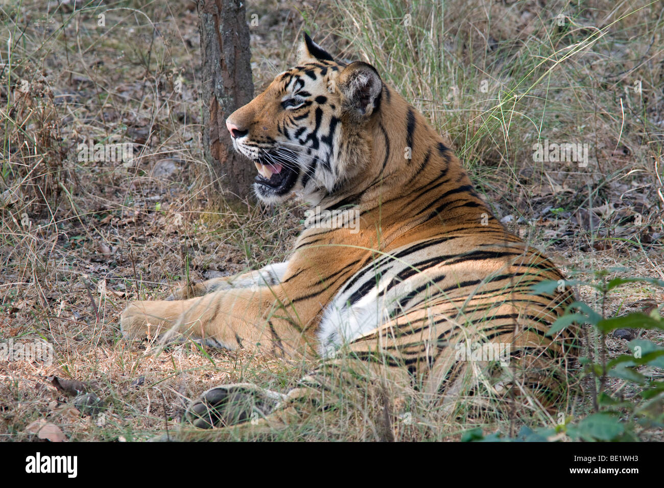 Bengal Tiger Panthera tigris tigris resting in forest Bandhavgarh National Park Stock Photo