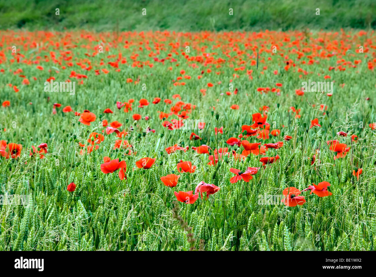 Poppy field in summer. Poppies are also known as field poppy or flanders poppy. Stock Photo