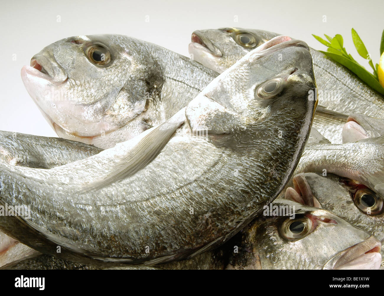 Gilt-head Breams Stock Photo